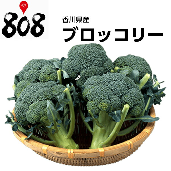 楽天市場 香川県産 ブロッコリー 1株 約500g 野菜詰め合わせセットと同梱で送料無料 送料別 敬老の日 お歳暮 歳暮 中元 お中元 正月 野菜 葉物野菜 緑花野菜 冬至 冬ギフト クリスマス 808青果店