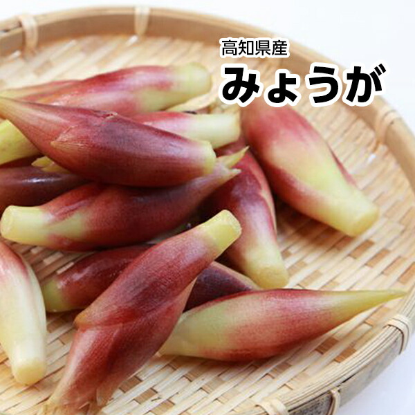 楽天市場】茗荷〈ミョウガ〉みょうが みょうがこ 花茗荷1パック