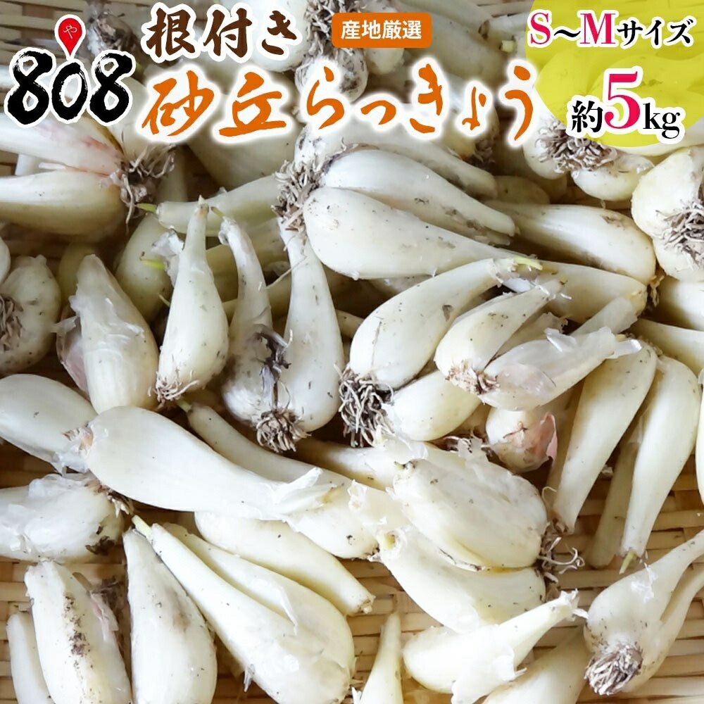 【送料無料】【鳥取県産】砂丘らっきょう　根付らっきょう　地理的表示保護制度登録商品　Ｓ～Ｍサイズ　約5kg(北海道沖縄別途送料加算)