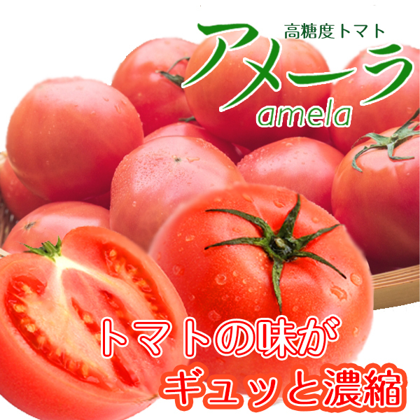 b2ケース　アメーラトマト　自信あります 高糖度　フルーツトマト　品質鮮度抜群！