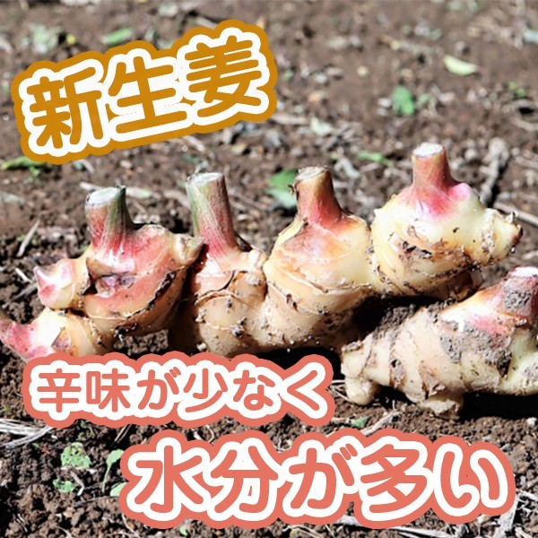 送料無料 和歌山県他西年代本出産 由来あり真新しいジンジャー 寛大さおまかせ おおよそ4kg 北海道沖縄別途送料加える 訳蔵 訳あり 訳ムハンマドアリー ワケあり しんしょうが シン生姜 新奇 新しょうが ベジタブル宅配 かあ様の日 親父さまの日 Hotjobsafrica Org