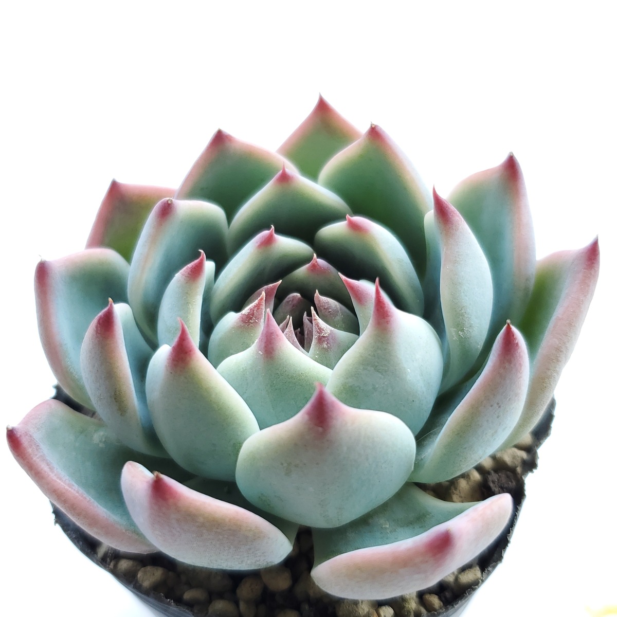 多肉植物 桃太郎錦♡希少抜き苗