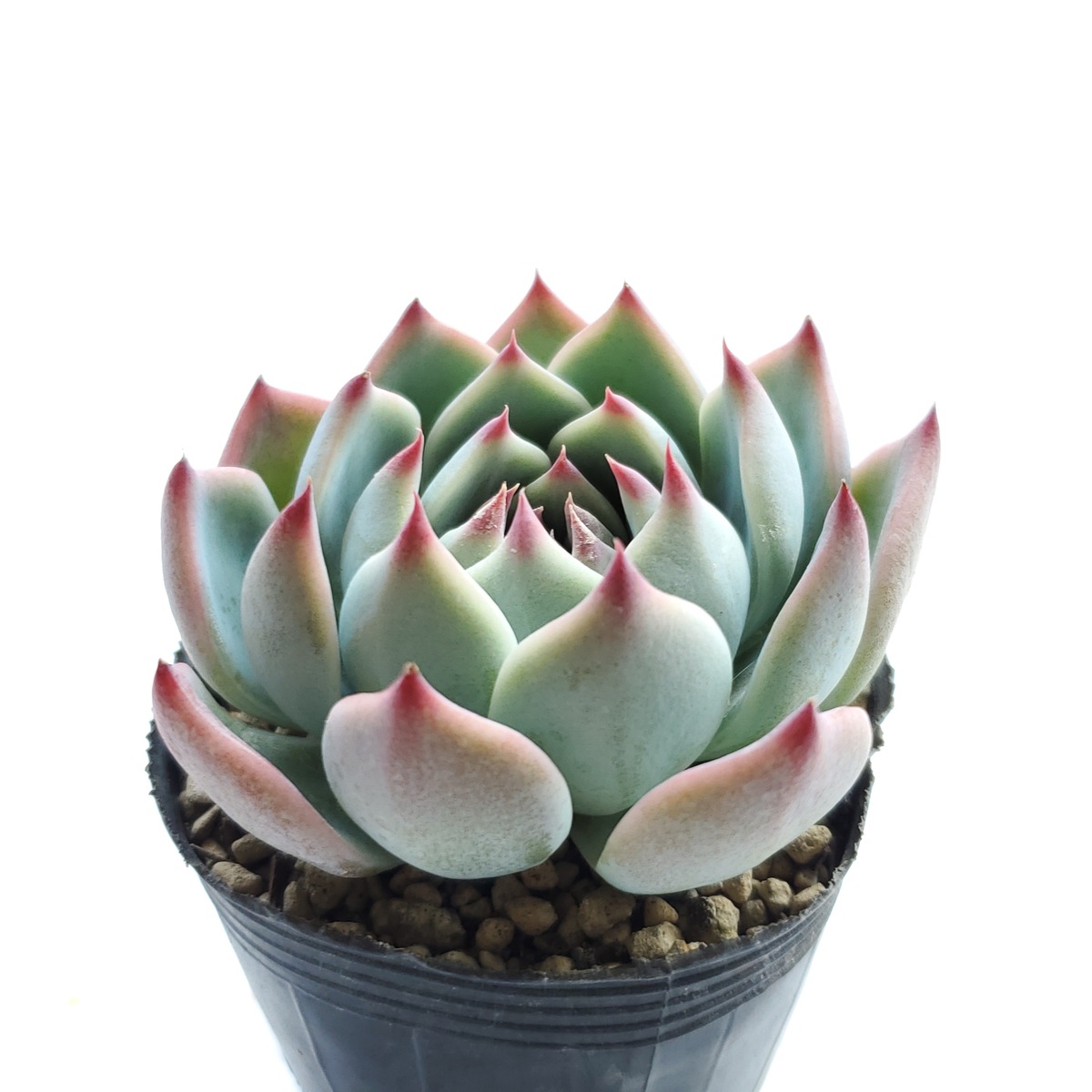 多肉 ハート型プランター 【公式通販】