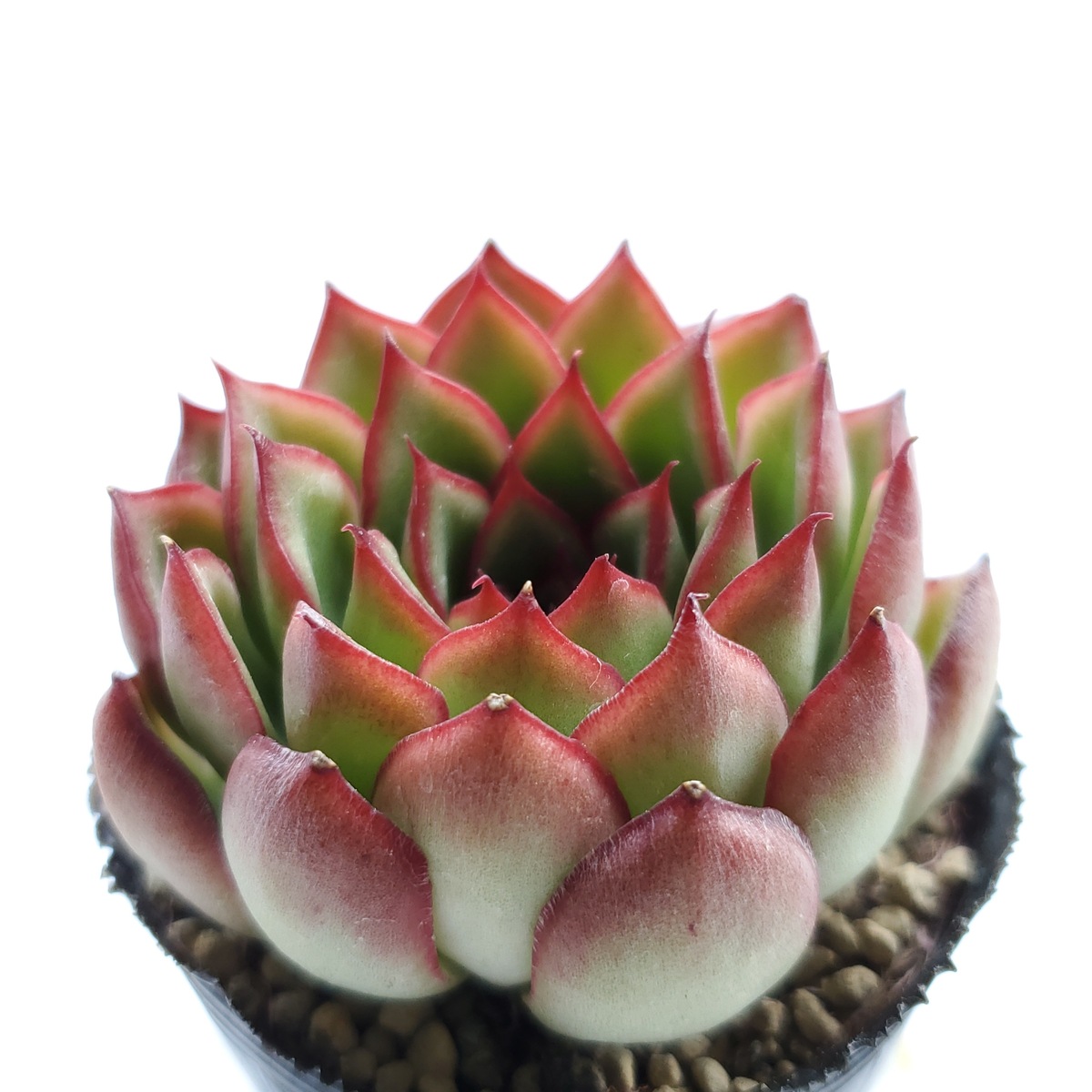 楽天市場】多肉植物 カシオス赤錦 : ハナミドリ 楽天市場店