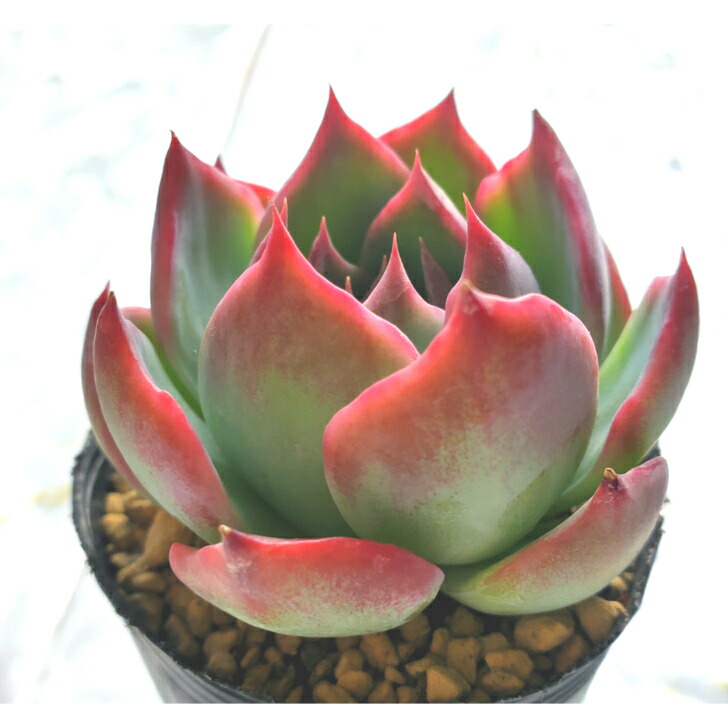 楽天市場】多肉植物 光るオブツーサ 抜き苗 : ハナミドリ 楽天市場店