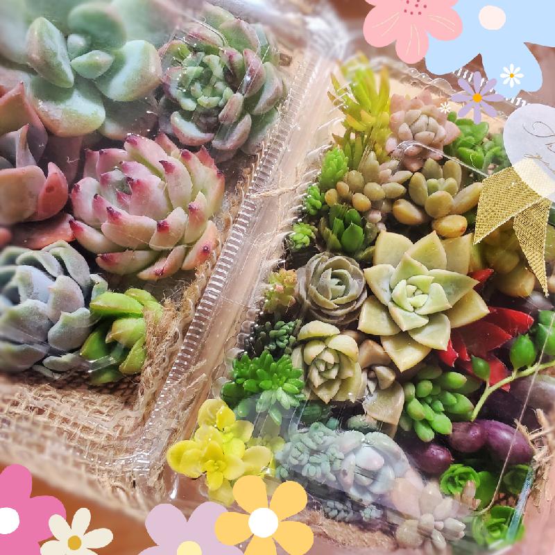 多肉植物♥゛七福神の寄せ植えセット 増量中 多肉植物♥゛七福神の寄せ植えセット 増量中 多肉植物‎♥゛