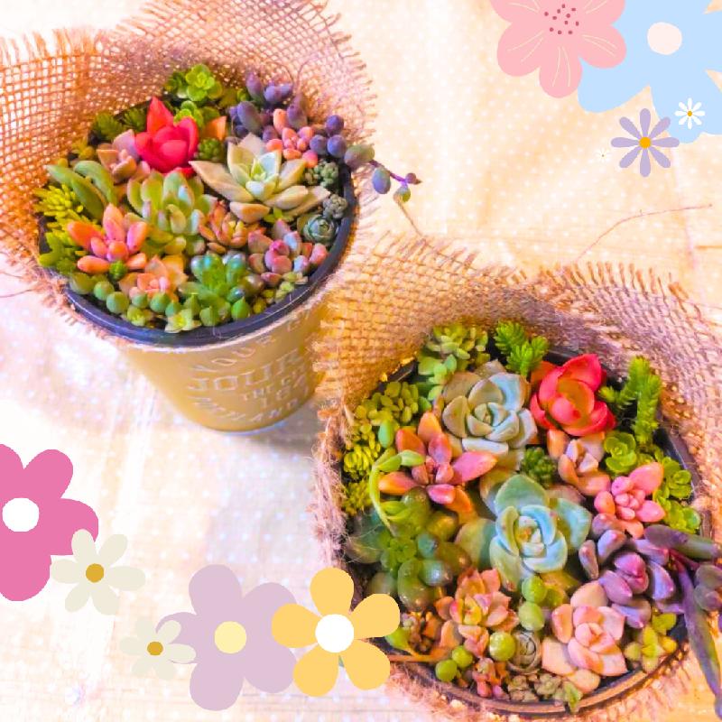 楽天市場】多肉植物！！ 寄せ植えセット (鉢&土&麻布セット) ギフト