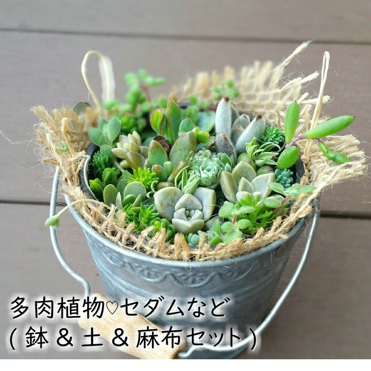 楽天市場 多肉植物 寄せ植えセット 鉢 土 麻布セット ギフト カット苗 七福神 トップスプレンダー 白雪ミセバヤ など 初心者向け 小さめ ハナミドリ 楽天市場店