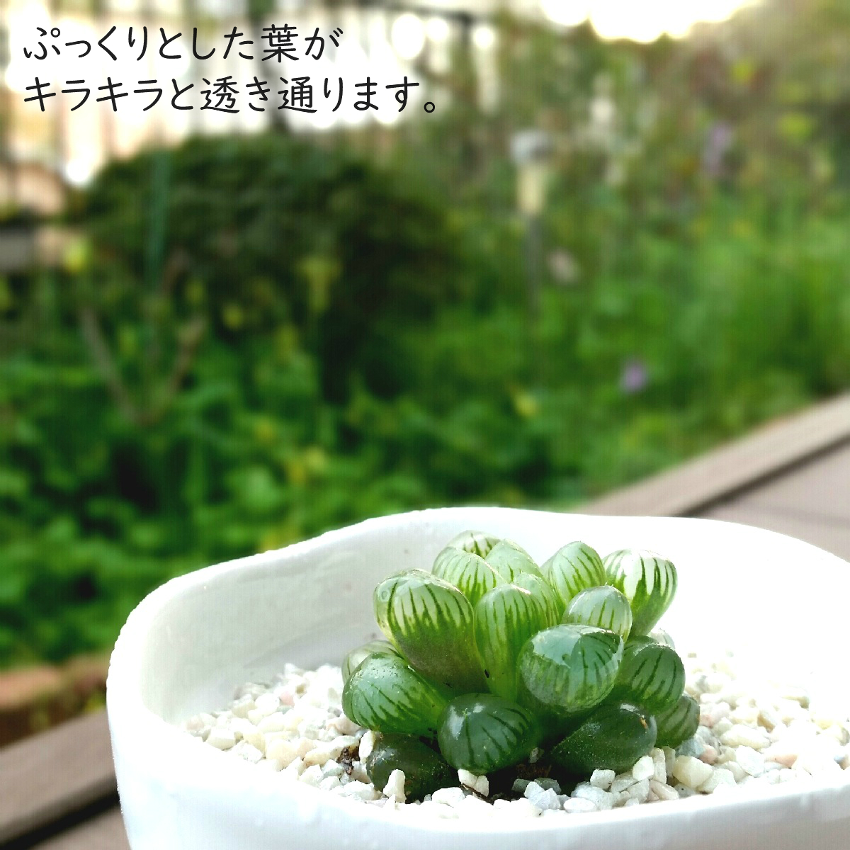 多肉植物 ハオルチア オブツーサ 雫石 ぷりぷり 多肉植物 ぬき苗 根付き 小さめ 透き通る葉 Educaps Com Br