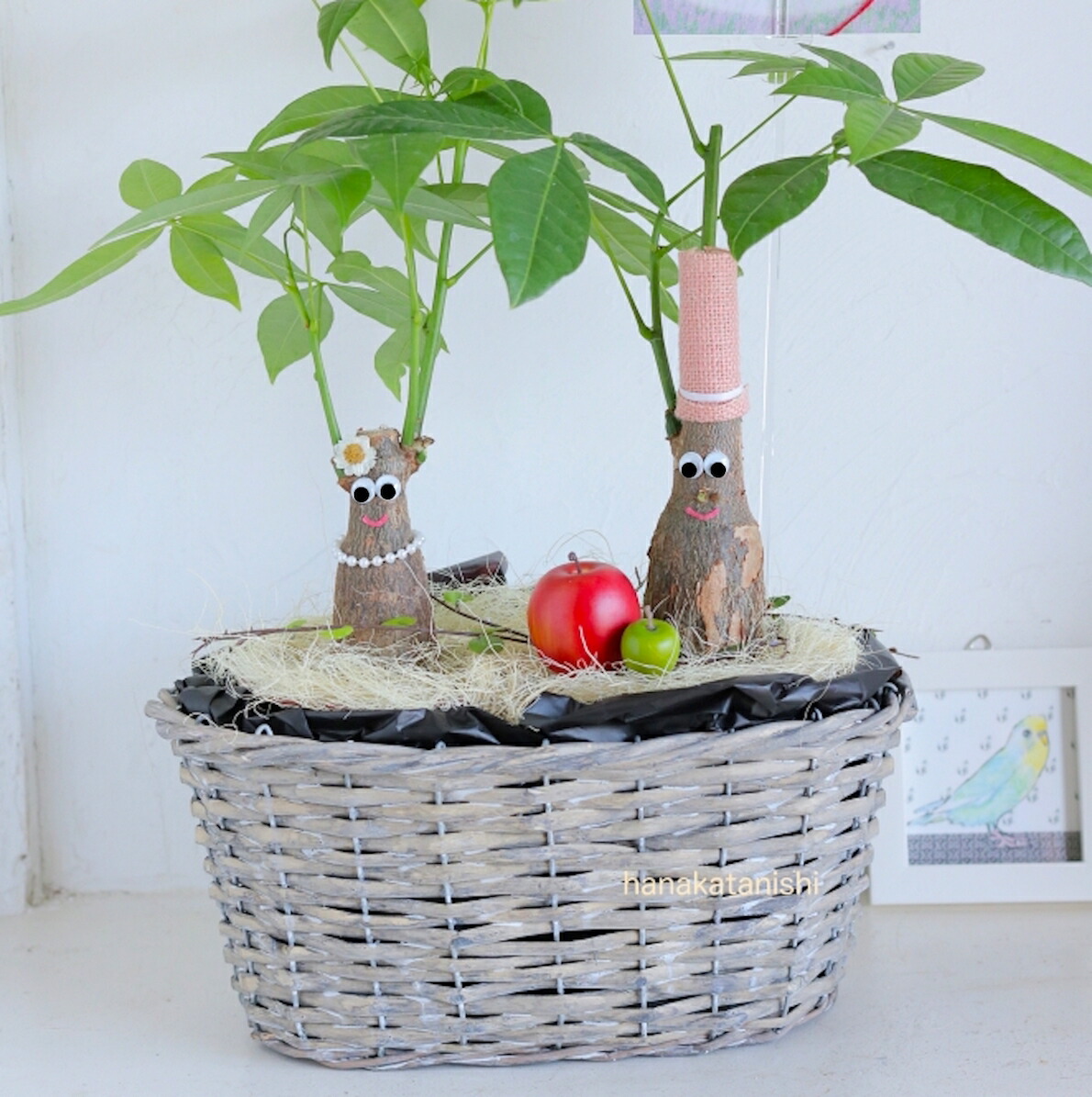 夏 敬老の日ギフトにも 癒しの笑顔シリーズ アダムとイヴの仲良しパキラ リンゴ アップル おしゃれ 育てやすくてかわいい観葉植物 他にはないインテリアグリーン 円満 成長を楽しむ室内用植物 変わった植物 贈り物 ギフト 楽しい 嬉しい 喜ばれる ありがとう Butterbali Com