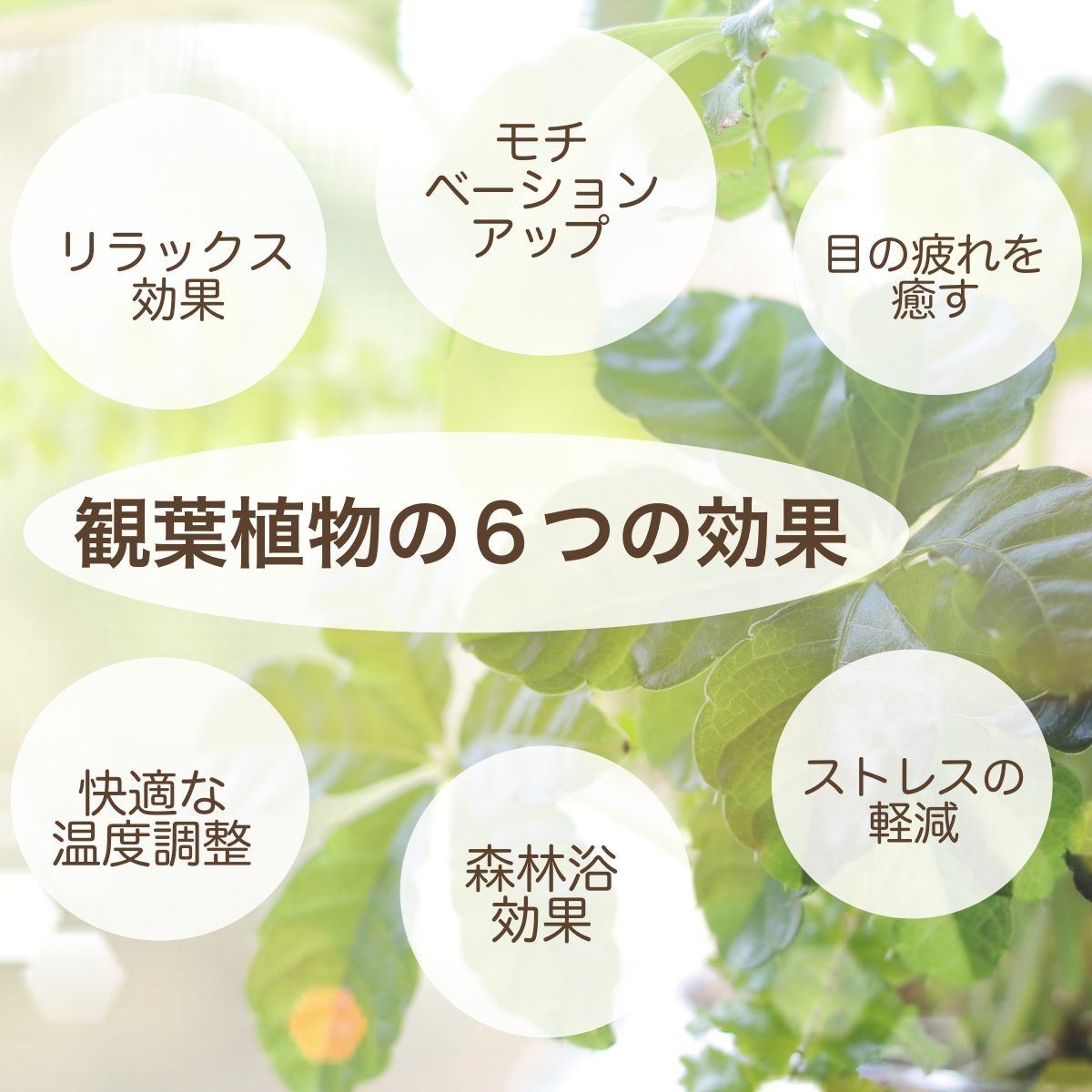 夏 敬老の日ギフトにも 多肉植物のハートホヤカーリー 生まれる葉っぱはすべてハート型選べる タイプ アンティーク風なブリキの器付き 花 多肉植物 ホヤ ラブハート 植物ギフト 観葉植物 サボテン 枯れにくい かわいい ギフト 誕生日 プレゼント ハートリーフ Educaps