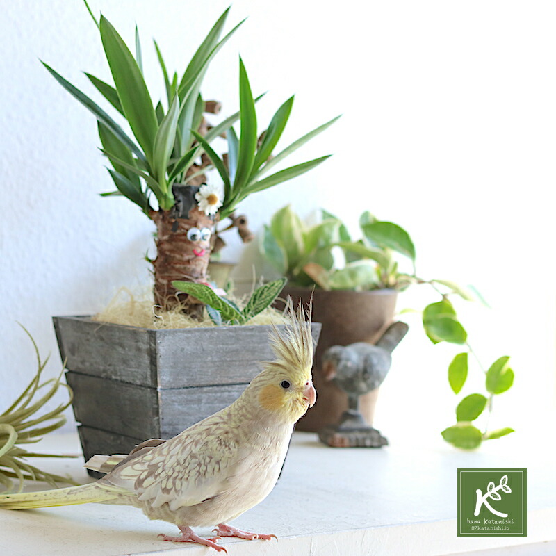 楽天市場 敬老のプレゼント 待望の再入荷 癒しの笑顔シリーズ 幸せのユッカさん 観葉植物 てんとう虫 他にはない デザイン ウケ狙い サプライズ めずらしい 変わった インテリアグリーン 室内用 観葉植物 育てやすい テーブルサイズ ミニ観葉 子供 女性 男性