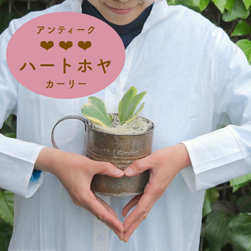 夏 敬老の日ギフトにも 多肉植物のハートホヤカーリー 生まれる葉っぱはすべてハート型選べる タイプ アンティーク風なブリキの器付き 花 多肉植物 ホヤ ラブハート 植物ギフト 観葉植物 サボテン 枯れにくい かわいい ギフト 誕生日 プレゼント ハートリーフ Educaps 夏 敬老の日ギフトにも 多肉植物のハートホヤカーリー 生まれる葉っぱはすべてハート型選べる タイプ アンティーク風なブリキの器付き 花 多肉植物 ホヤ ラブハート 植物ギフト 観葉植物 サボテン 枯れにくい かわいい ギフト 誕生日 プレゼント ハートリーフ Educaps