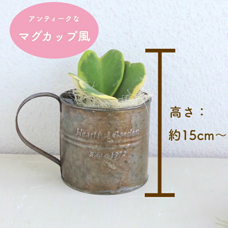 夏 敬老の日ギフトにも 多肉植物のハートホヤカーリー 生まれる葉っぱはすべてハート型選べる タイプ アンティーク風なブリキの器付き 花 多肉植物 ホヤ ラブハート 植物ギフト 観葉植物 サボテン 枯れにくい かわいい ギフト 誕生日 プレゼント ハートリーフ Educaps