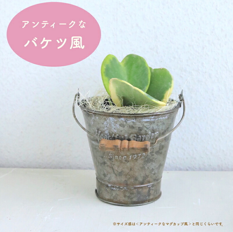 夏 敬老の日ギフトにも 多肉植物のハートホヤカーリー 生まれる葉っぱはすべてハート型選べる タイプ アンティーク風なブリキの器付き 花 多肉植物 ホヤ ラブハート 植物ギフト 観葉植物 サボテン 枯れにくい かわいい ギフト 誕生日 プレゼント ハートリーフ