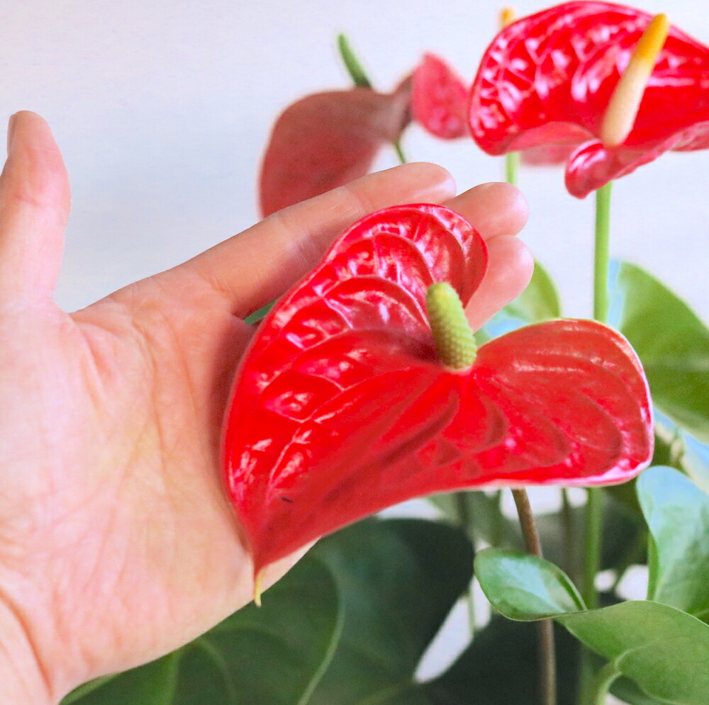 オーラ清い生気 最強 朱夏 敬老のデート音物にも 観葉植物 ベニウチワ 佳境鉢 6号数鉢 育て造作ない トロピカル 南国 変わった 花 持ち味フォーカス 観葉植物 さっ引くイオン 鉢 判然たる ギフト 生年月日日 還暦 贈答 紳士 雑役婦 ウェディング記す日 魂 お訪い お祝