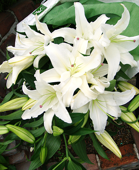 夏 敬老の日ギフトにも 花贈り 誰もがうっとり カザブランカ 自然の香り プレゼント 豪華な 贅沢 花束 プレゼント 無料ラッピング 祝い お誕生日 記念日 お祝い お礼に 百合 ユリ 観葉植物 生花 花束 お供え お盆 夏 敬老の日ギフトにも 百合の王様 贅沢 香りの