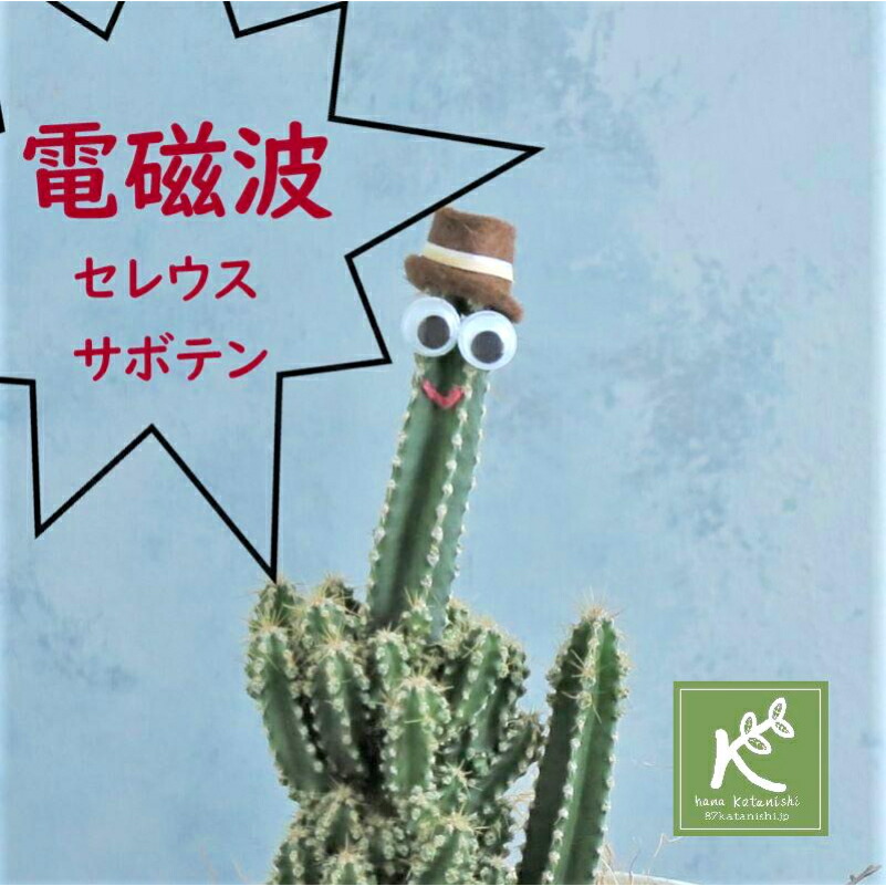 楽天市場 クリスマスギフト 電磁波対策 観葉植物の定番 かわいいサボテン セレウス ペルヴィアヌス サプライズ ウケ狙い いきもの ナサ 変わった 植物 インテリア グリーン 小さめ 育てやすい 花屋 花 本物 サボテン 観葉植物 多肉植物 鉢 ギフト 誕生日 還暦 癒し