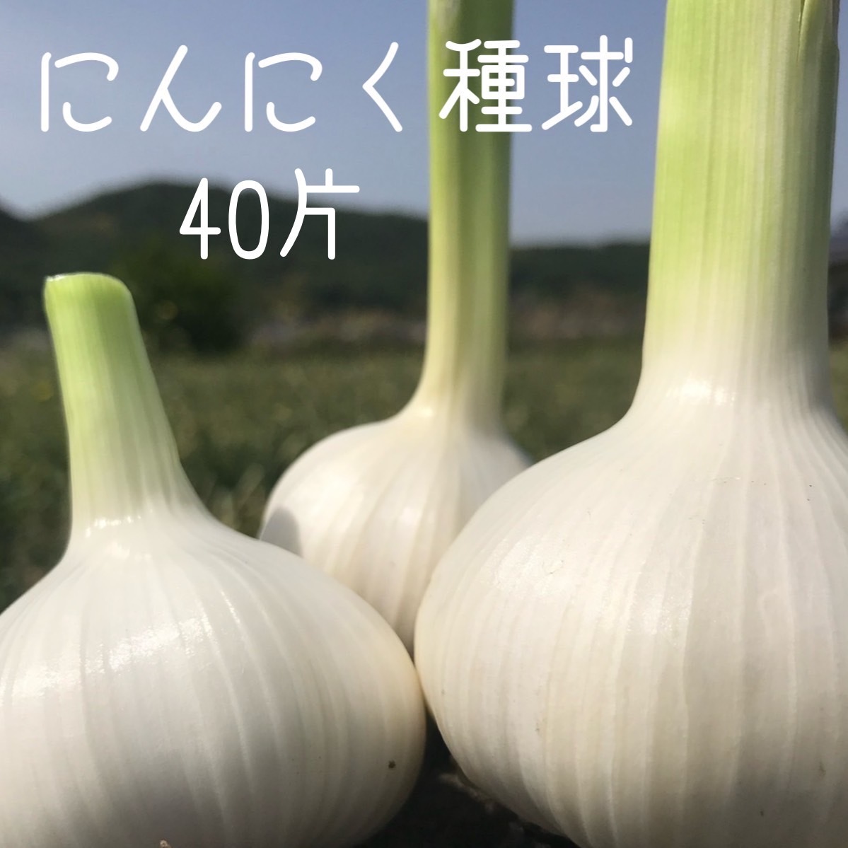 〘ゼロゼ〙べにはるかバイオ苗500本！！ 紅はるか 切り苗 500本 25000円 | 87 Store