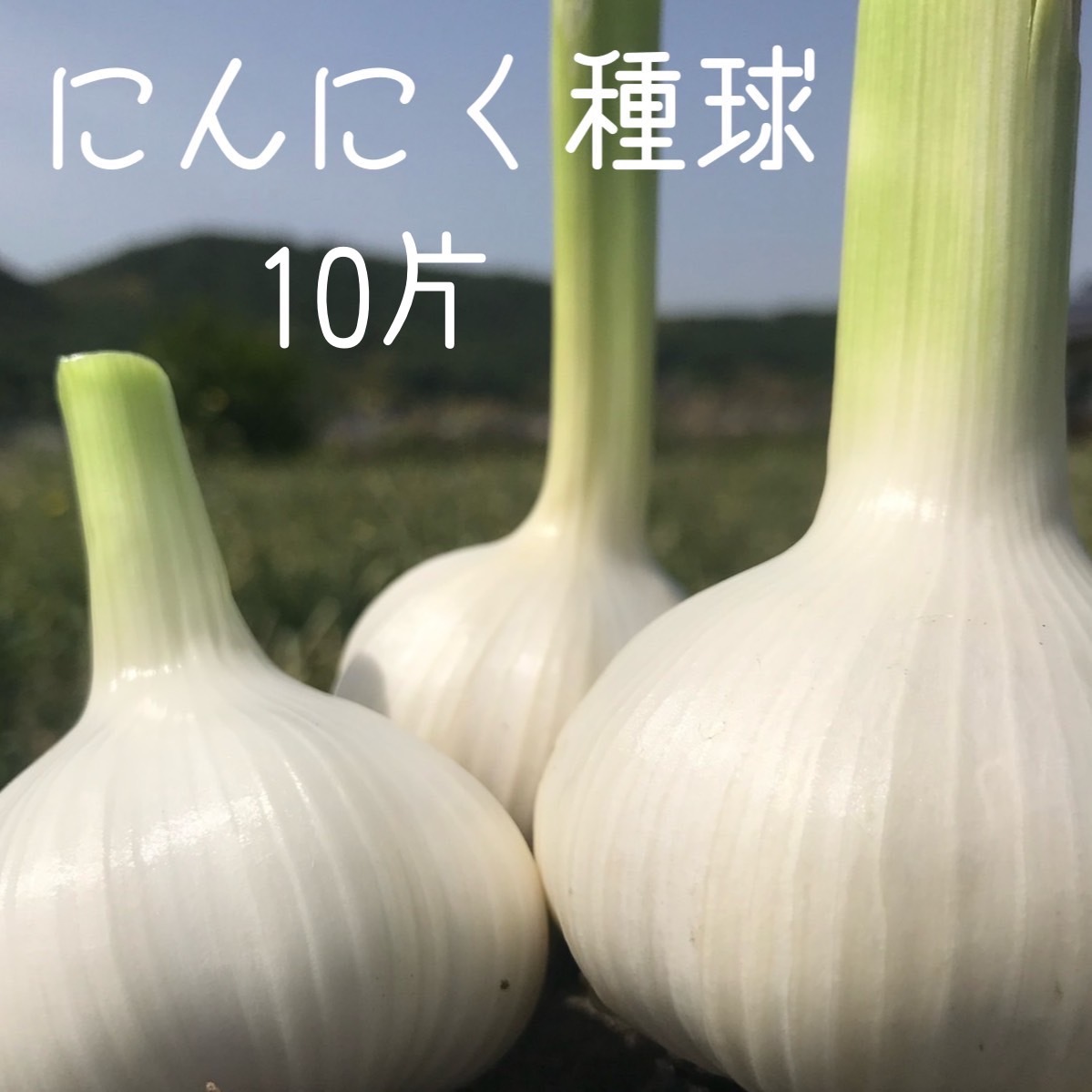 嘉定種 令和3年度産ニンニク 中球(M球程度) 5kg にんにく 訳あり】嘉定種 令和3年度産 ニンニク 中球(M球程度) 10kg