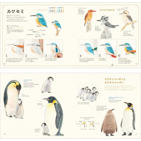 楽天市場 色えんぴつでかわいい鳥たち パイインターナショナル 1745 4636 ネコポス可 秋草愛 トリ とり 書き方 イラスト 本 おうち時間 倉敷文具ｒｕｋａｒｕｋａ