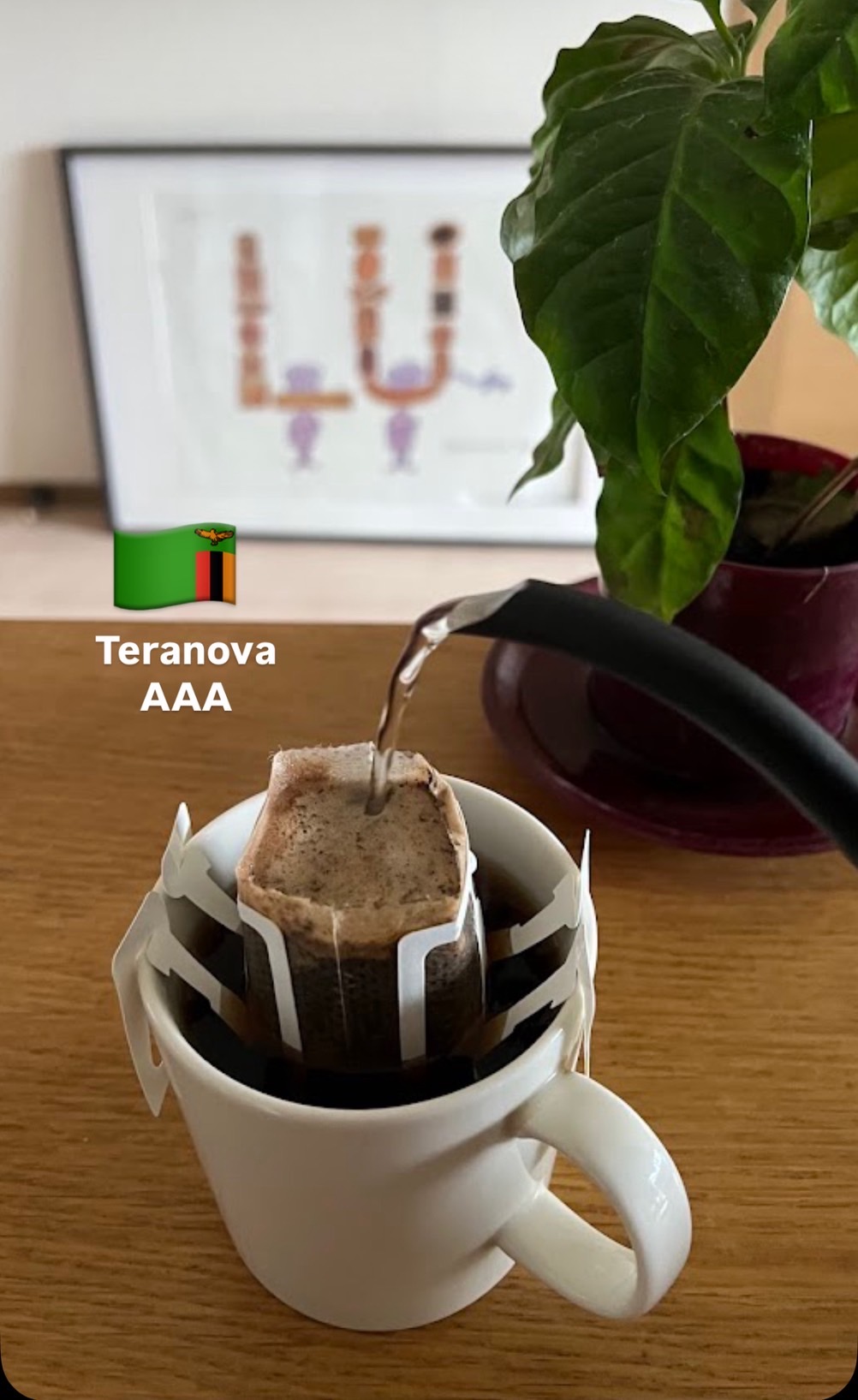 【8coffee】 ザンビア　テラノバ農園　ドリップバッグコーヒー６袋～９０袋　ハチコーヒーロースト　中煎り ハイロースト 自家焙煎 直送 シングルオリジン｜8coffee 店 10,497円