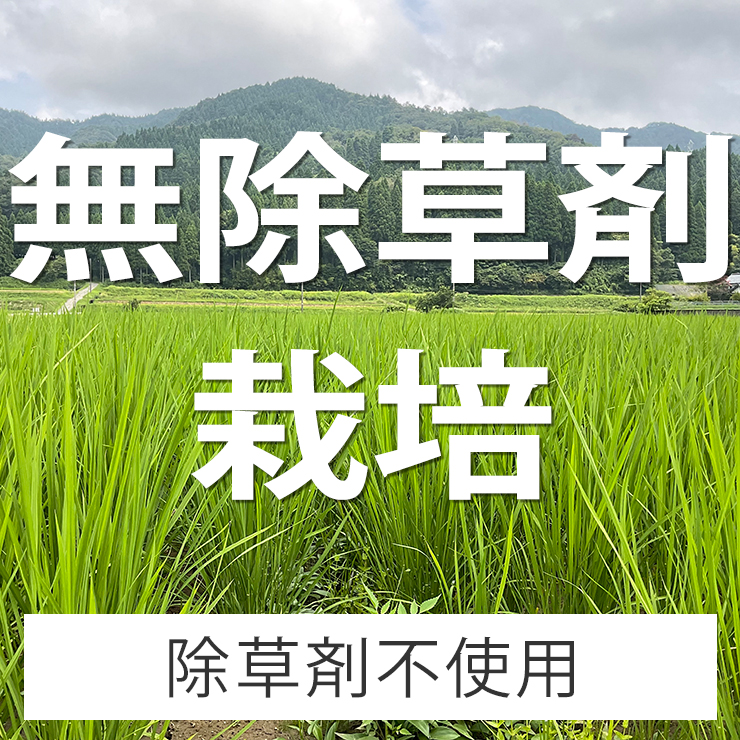 まんまる様ご専用 自然栽培R4年度米 愛媛県産ヒノヒカリ 天日干し米