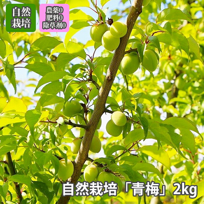 梅 青梅 自然栽培 無農薬 無肥料 無除草剤 農薬不使用 【 2kg 】採れたてフレッシュ 一番人気の定番タイプ 「 品種おまかせ 」梅酒 梅干し 梅酢 梅シロップ 酵素ジュース に最適  オーガニック 無農薬栽培　※注文受付順に5月下旬～6月中旬お届け　※クール便 農薬不使用