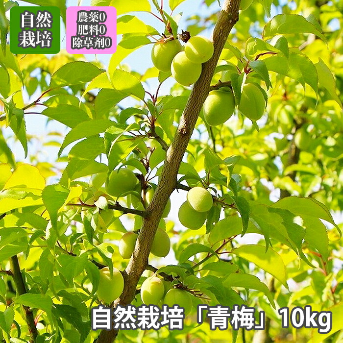 梅 青梅 自然栽培 無農薬 無肥料 無除草剤 農薬不使用 【 10kg 】採れたてフレッシュ 一番人気の定番タイプ 「 品種おまかせ 」梅酒 梅干し 梅酢 梅シロップ 酵素ジュース に最適 オーガニック送料無料 ※注文受付順に5月下旬～6月中旬お届け　※クール便 農薬不使用