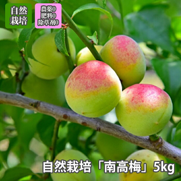 銘柄指定 「 南高梅 生梅 」梅 青梅 南高梅 無農薬 無肥料 無除草剤 農薬不使用【5kg】 送料無料 梅酒 梅干し 梅酢 梅シロップ 酵素ジュース に最適 自然栽培 無農薬農法  自然栽培 オーガニック ※注文受付順に5月下旬～6月中旬お届け　※クール便 農薬不使用