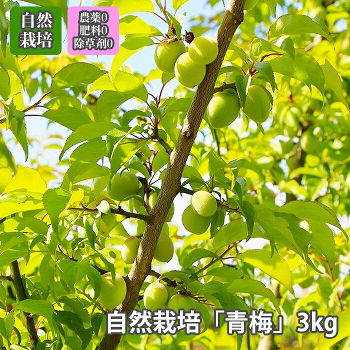 梅 青梅 自然栽培 無農薬 無肥料 無除草剤 農薬不使用 【 3kg 】 採れたてフレッシュ 一番人気の定番タイプ 「 品種おまかせ 」梅酒 梅干し 梅酢 梅シロップ 酵素ジュース に最適  オーガニック　※注文受付順に5月下旬～6月中旬お届け　※クール便 農薬不使用