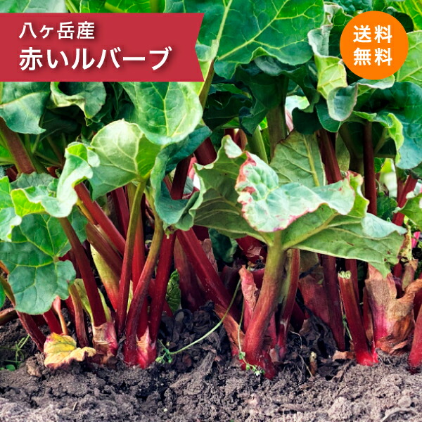 楽天市場 稀少な 赤 生 ルバーブ 1kg 冷蔵便でお届けします 送料無料 21年春 ソースやジャムに 酸味とコクがたまらない 冷涼 長野県 富士見町 アビエスファーム レシピ 楽天 お取り寄せ クセになる味 期間限定 赤ルバーブ 生ルバーブ ルバーヴ 8katte 楽天市場店
