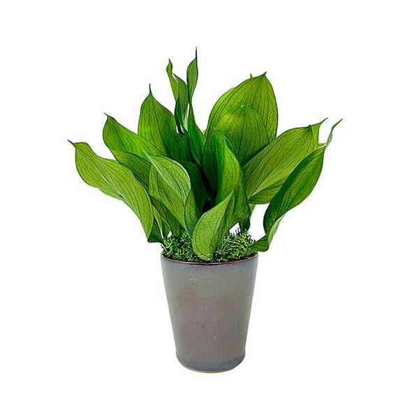 A&K プリザーブドグリーン ルスカスガーデン グリーン お手入れ不要の観葉植物 枯れない インテリア HP-005