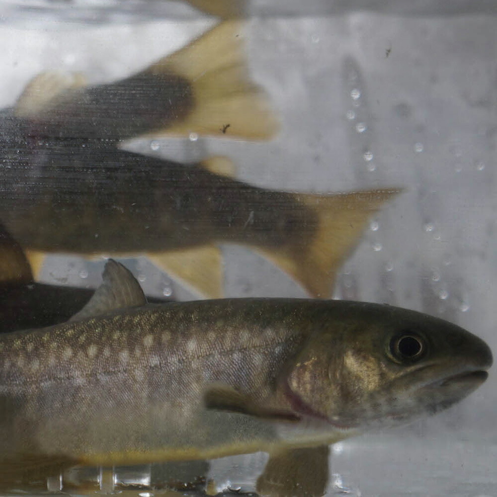 楽天市場 産地直送 生きたまま発送 川魚の女王岩魚 イワナ いわな 鮮魚 養殖 塩焼きに最適 おためしの10匹 送料無料 熊人楽天市場店