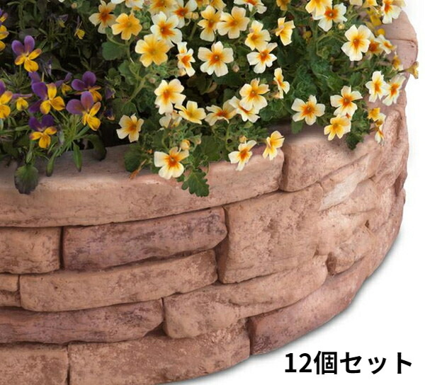 サボテン 多肉植物 256 エルクホーン錦 綴化 大きめ美苗 抜き苗 韓国苗