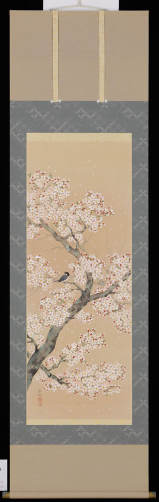 掛け軸　桜に小鳥　浅井新明　美術年鑑掲載作家　掛軸　全国送料無料　【smtb-k】【ky】