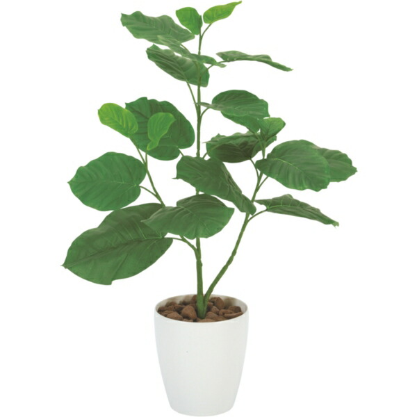 お手頃価格 アートナップ ウンベラータ80cm花 ガーデン Diy ウンベラータはハート型の葉 の形状から 夫婦愛 永久の幸せ といった花言葉がつけられ 贈り物として人気の観葉植物です ウンベラータ80cm Xprice店 人工観葉植物 人口樹木 アートナップ 211a100