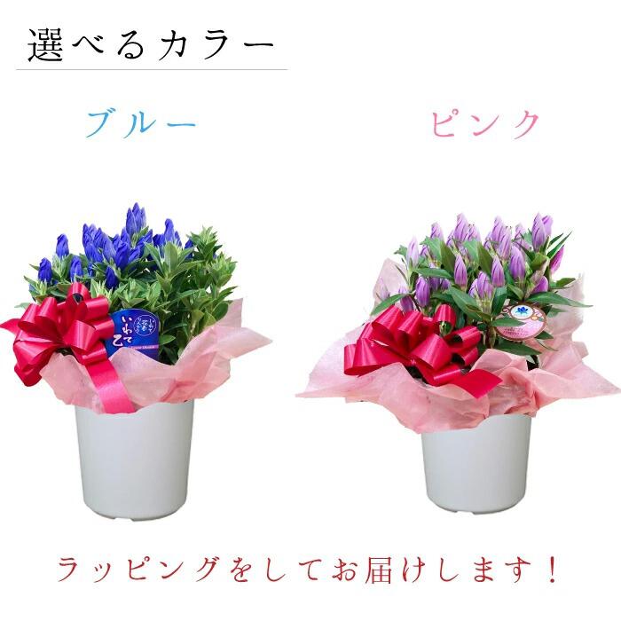 楽天市場 遅れてごめんね 敬老の日 花ギフト リンドウ りんどう 白寿 ブルー ピンク プレゼント 鉢植え 色が選べる ブルー ピンク ５寸 ５号 りんどう リンドウ 竜胆 敬老の日 お彼岸花鉢 ギフト 生花 フラワーアルスメール lsmeer