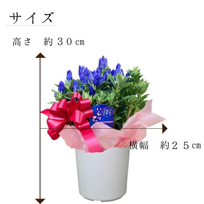 楽天市場 遅れてごめんね 敬老の日 花ギフト リンドウ りんどう 白寿 ブルー ピンク プレゼント 鉢植え 色が選べる ブルー ピンク ５寸 ５号 りんどう リンドウ 竜胆 敬老の日 お彼岸花鉢 ギフト 生花 フラワーアルスメール lsmeer