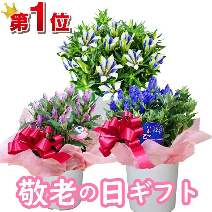 楽天市場 遅れてごめんね 敬老の日 花ギフト リンドウ りんどう 白寿 ブルー ピンク プレゼント 鉢植え 色が選べる ブルー ピンク ５寸 ５号 りんどう リンドウ 竜胆 敬老の日 お彼岸花鉢 ギフト 生花 フラワーアルスメール lsmeer