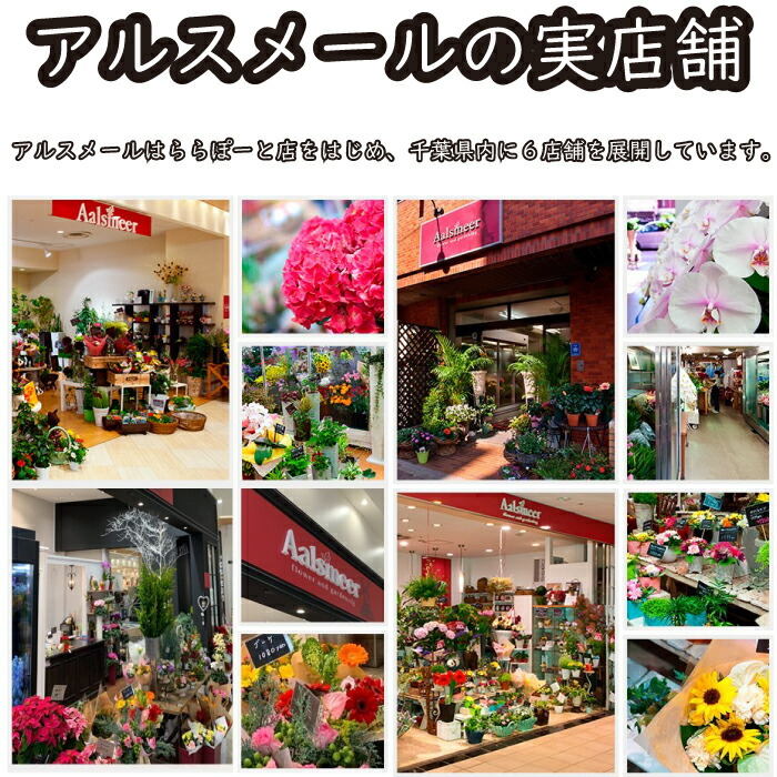 アレカヤシ 8寸 8号鉢 観葉植物 中型 おしゃれ インテリア ギフト 祝い 開店 誕生日 新築 プレゼント ラッピング お中元 Francophile Dk