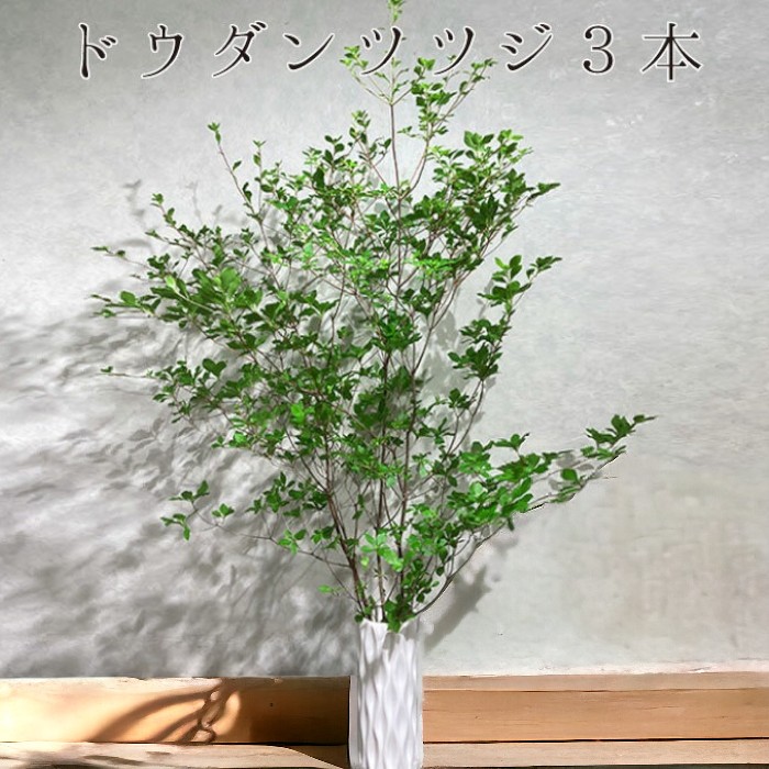 楽天市場】【生花】アセビ（枝もの）80cm〜1M【OT】[5本] : 花材通販