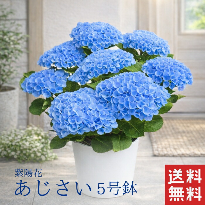 楽天市場】【花終わり】アジサイ（紫陽花・あじさい） オタフク