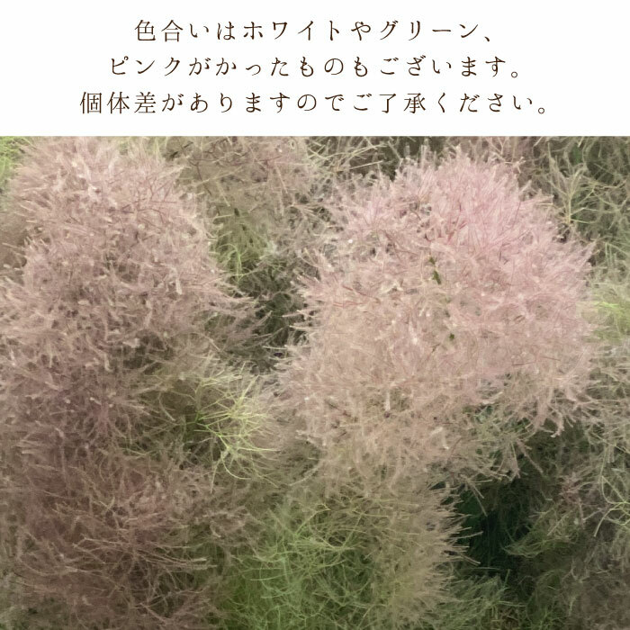 最大54 Offクーポン 送料無料 スモークツリー 2本 セット インテリア おしゃれ 花束 花 ギフト お祝い 誕生日 プレゼント 女性 祖母 母 フラワーギフト 送別会 退職祝い 定年 男性 上司 合格祝い 卒業祝い お花 Sferavisia Hr