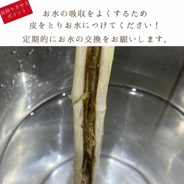 最大54 Offクーポン 送料無料 スモークツリー 2本 セット インテリア おしゃれ 花束 花 ギフト お祝い 誕生日 プレゼント 女性 祖母 母 フラワーギフト 送別会 退職祝い 定年 男性 上司 合格祝い 卒業祝い お花 Sferavisia Hr