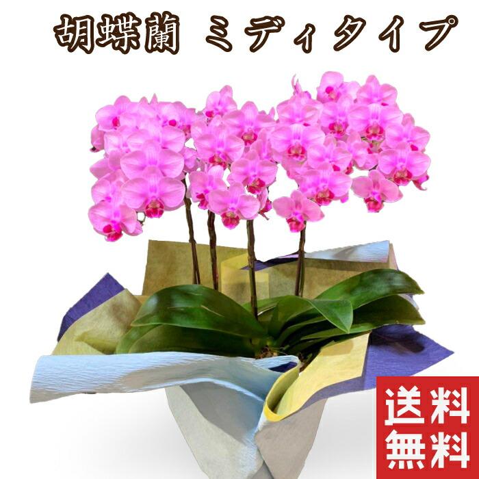 ミニ 胡蝶蘭 コチョウラン ミディ 胡蝶蘭 お供え お悔やみ 花 お祝い 鉢植え 花 ギフト プレゼント ミニ胡蝶蘭 鉢花 鉢花 義母 誕生日プレゼント 退職祝い 女性 還暦祝い 喜寿祝い 米寿 卒寿 古希 祝い おしゃれ 開店祝い 引っ越し祝い 新築祝い 友人｜フラワーアルスメール-Aalsmeer-
