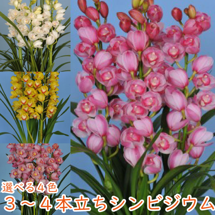 楽天市場】シンビジューム3〜4本立ち 洋蘭 シンビジウム 花 鉢 冬の