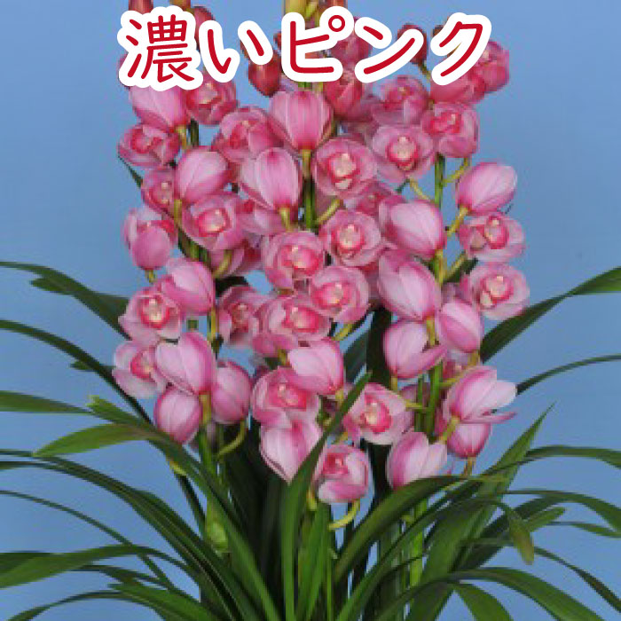 ご予約 シンビジューム 本立ち 洋蘭 シンビジウム 花 鉢 冬の洋蘭 フラワーギフト プレゼント 贈り物 お祝い お供え 誕生日 開店祝い 移転祝い 就任 昇進花 退職祝い 還暦祝い 鉢花 Pnima Magazine Co Il