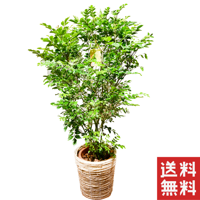 お中元 観葉植物 シマアッシュ 8号数 観葉植物 中型 格好いい 家具 差し上げ物 慶典 開店 生誕期日 新築 贈与 ラッピング 御中元 Hotjobsafrica Org