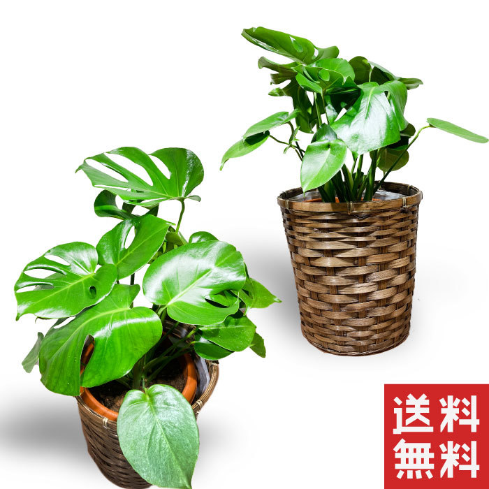 お中元 観葉植物 モンステラ 6寸 観葉植物 中型 おしゃれ インテリア ギフト 祝い 開店 誕生日 新築 プレゼント ラッピング 御中元 Educaps Com Br